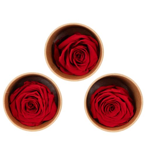Floristik24 Rosas Preservadas Decorativas e Românticas para Ambientes Residenciais ou Casamentos - 5cm - 6 unidades