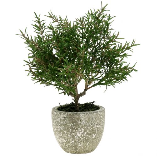 Floristik24 Alecrim artificial em um vaso de 23cm
