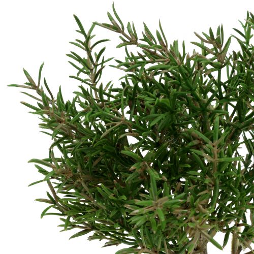 Floristik24 Alecrim artificial em um vaso de 23cm