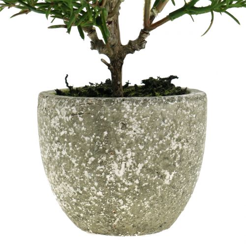 Floristik24 Alecrim artificial em um vaso de 23cm