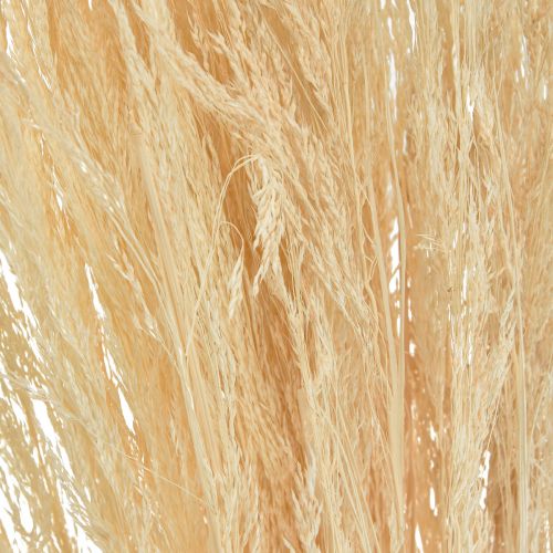 Grama Torta Agrostis Capillaris Grama Seca Branqueada 65cm 80g