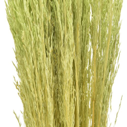 Itens Grama Torta Agrostis Capillaris Gramas Secas Verdes 65cm 80g