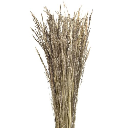 Floristik24 Grama Torta Agrostis Capillaris Grama Seca Natureza 60cm 80g