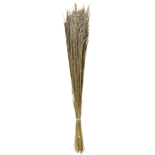 Floristik24 Grama Torta Agrostis Capillaris Grama Seca Natureza 60cm 80g