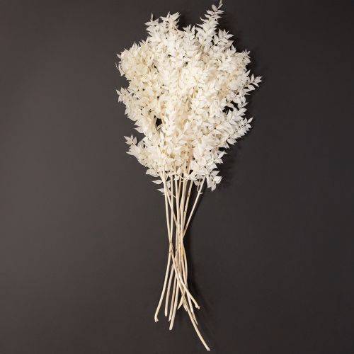Itens Ramos de ruscus ramos decorativos flores secas branqueadas 10 unidades