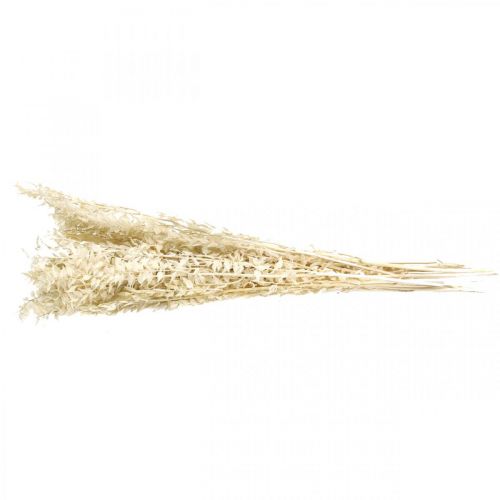 Floristik24 Ruscus galhos deco galhos flores secas creme 200g