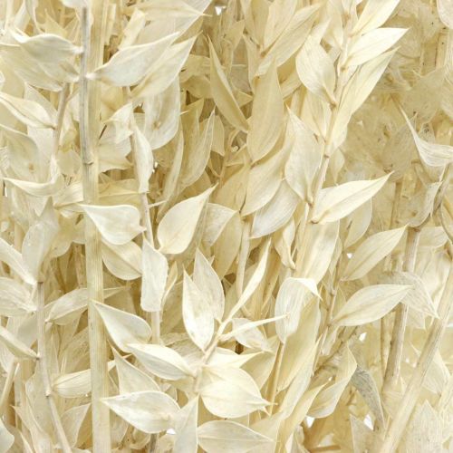 Floristik24 Ruscus galhos deco galhos flores secas creme 200g
