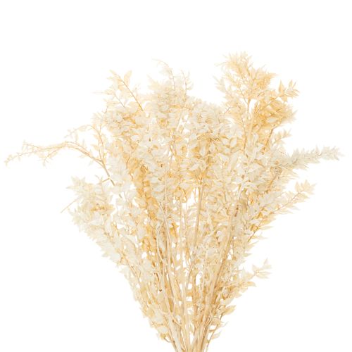 Ramo decorativo de Ruscus seco, Ruscus branqueado, 200g comprar | Floristik24.pt