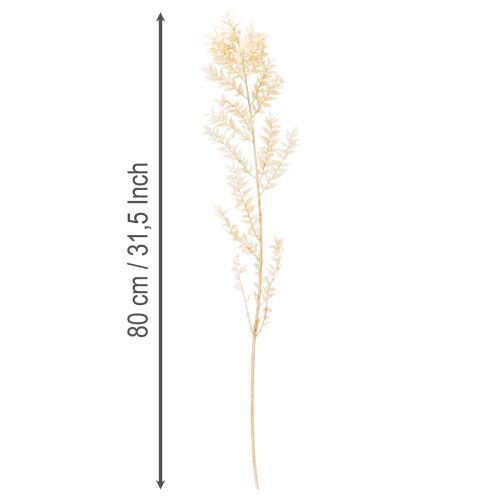 Ramo decorativo de Ruscus seco, Ruscus branqueado, 200g | Floristik24.pt