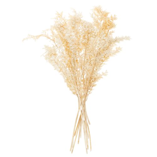 Ramo decorativo de Ruscus seco, Ruscus branqueado, 200g | Floristik24.pt