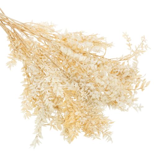 Ramo decorativo de Ruscus seco, Ruscus branqueado, 200g | Floristik24.pt