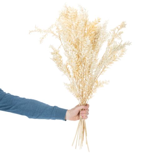Ramo decorativo de Ruscus seco, Ruscus branqueado, 200g | Floristik24.pt