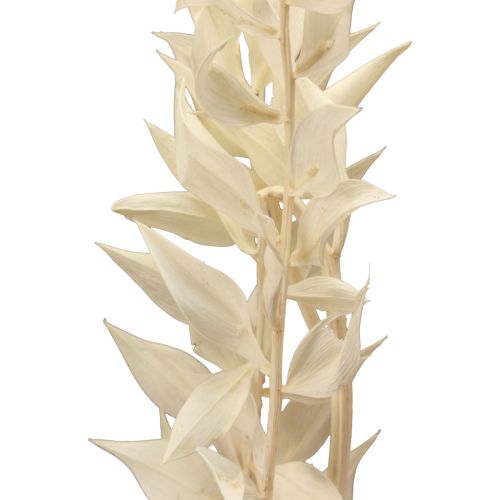 Itens Ramo decorativo seco de Ruscus Ruscus branqueado 62 cm 1 unidade