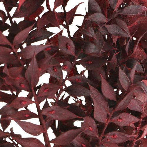 Itens Ruscus seco, floricultura seca, mirto espinhoso vermelho L58cm 30g