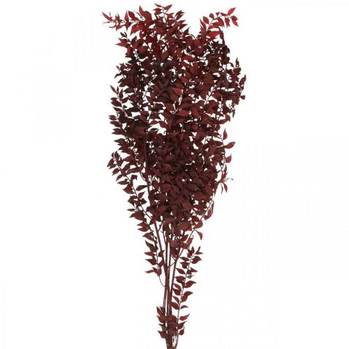 Floristik24 Ruscus seco, floricultura seca, mirto espinhoso vermelho L58cm 30g