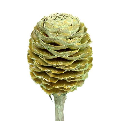 Itens Ramo Sabulosum 4-6 verde fosco 25 unidades