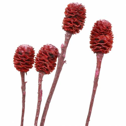 Itens Deco ramos Sabulosum vermelho fosco 4-6 25 peças