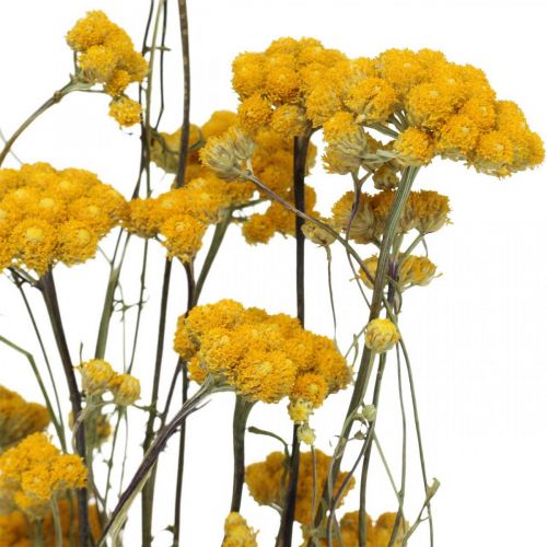 Itens Ramo de arbusto de caril, flor amarela seca, sol dourado, helichrysum italiano L58cm 45g