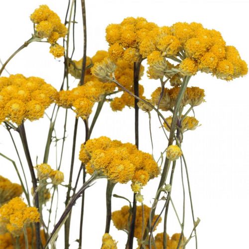 Floristik24 Ramo de arbusto de caril, flor amarela seca, sol dourado, helichrysum italiano L58cm 45g