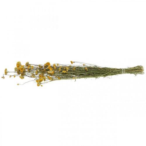 Floristik24 Ramo de arbusto de caril, flor amarela seca, sol dourado, helichrysum italiano L58cm 45g