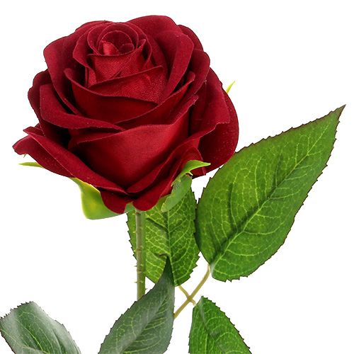 Floristik24 Veludo rosa vermelho 65 cm 6 unidades