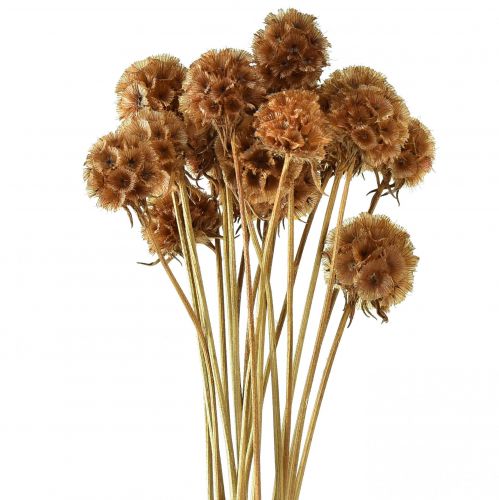 Floristik24 Scabiosa flores secas naturais scabiosa secas Alt.50cm 100g