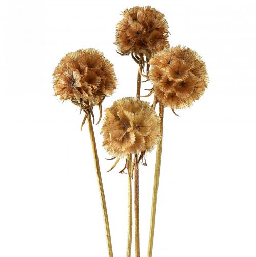 Itens Scabiosa flores secas naturais scabiosa secas Alt.50cm 100g