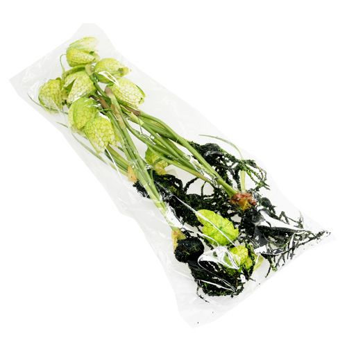 Floristik24 Flor de xadrez verde com raízes C30cm