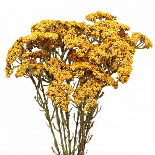 Floristik24 Yarrow amarelo artificial 74cm 3pcs