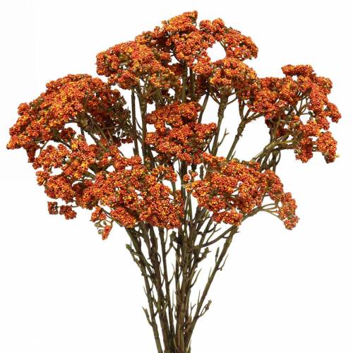 Floristik24 Yarrow laranja artificial 74 cm 3 unidades