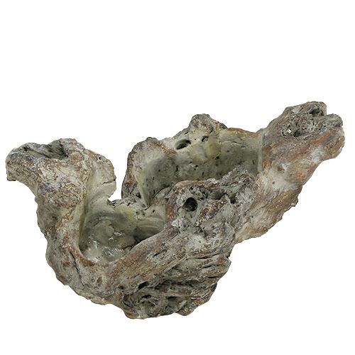 Floristik24 Raiz de madeira da tigela 25,5 cm x 14 cm A 11,5 cm