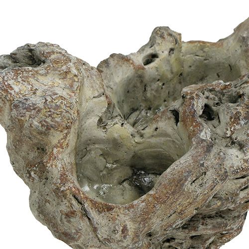 Floristik24 Raiz de madeira da tigela 25,5 cm x 14 cm A 11,5 cm