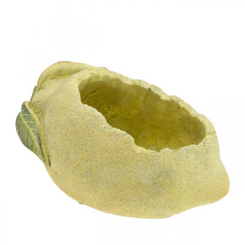 Floristik24 Tigela de concreto mediterrâneo, limão decorativo, plantador, plantador L18,5cm