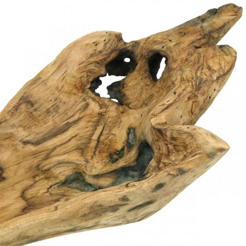 Floristik24 Tigela decorativa de madeira Paulownia, bandeja de flores, vaso de madeira C58cm A7–8cm