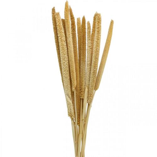 Floristik24 Reed cob deco capim seco natural H60cm cacho