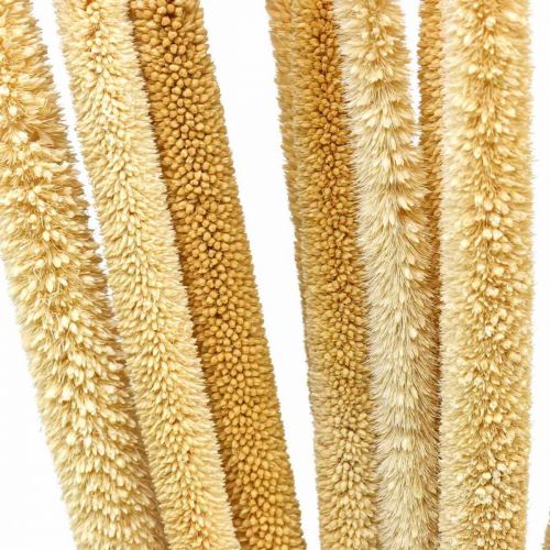 Reed cob deco capim seco natural H60cm cacho