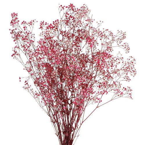Itens Gypsophila paniculate erva de gesso em baga L50cm 55g