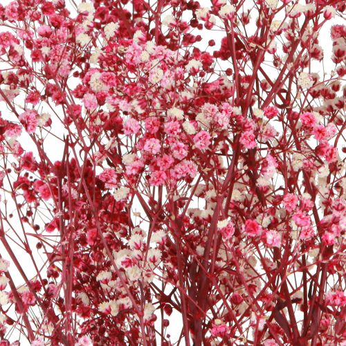 Itens Gypsophila paniculate erva de gesso em baga L50cm 55g
