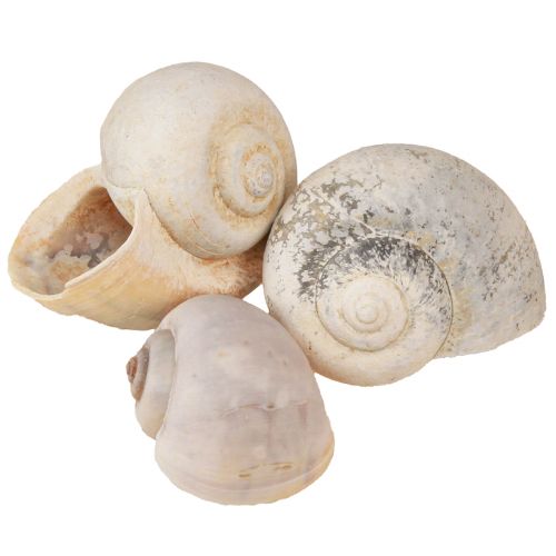 Floristik24 Decoração de caracol conchas de caracol natural caracol vazio 500g