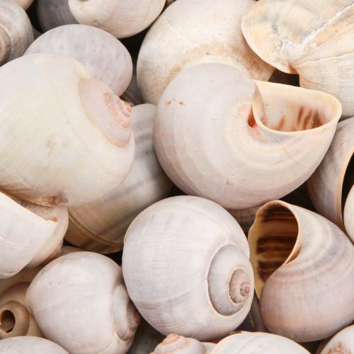 Floristik24 Decoração de caracol conchas de caracol natural caracol vazio 500g