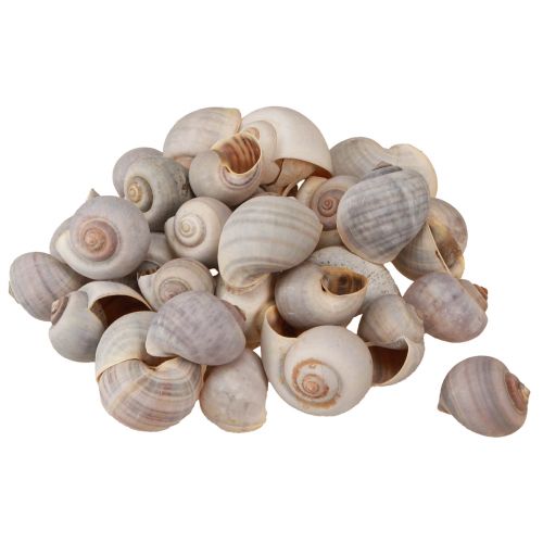 Floristik24 Decoração de caracol conchas de caracol natural caracol vazio 500g