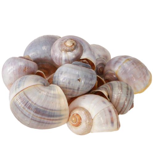 Itens Caracol conchas natureza 1kg