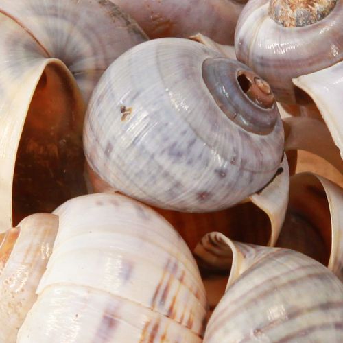 Itens Caracol conchas natureza 1kg