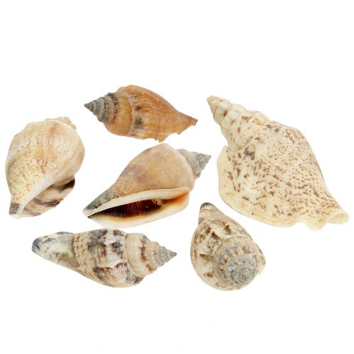 Floristik24 Conchas de caracol natureza 815g
