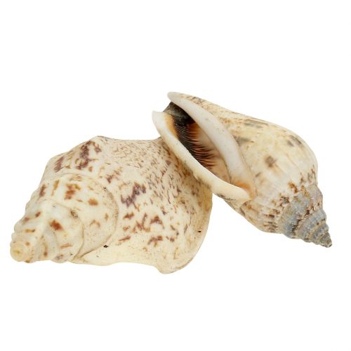 Floristik24 Conchas de caracol natureza 815g