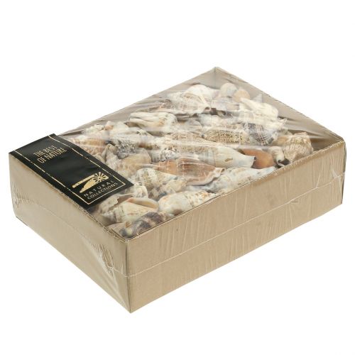 Floristik24 Conchas de caracol natureza 815g