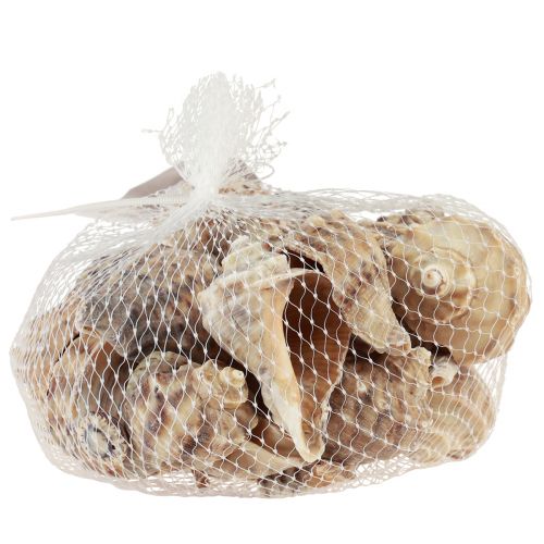 Itens Decoração de concha de caracol caracóis marinhos creme marrom 4-6cm 300g