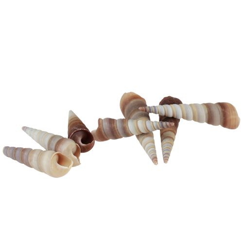 Floristik24 Conchas de caracol, caracóis marinhos decorativos Turritella 4,5–5,5 cm 300g