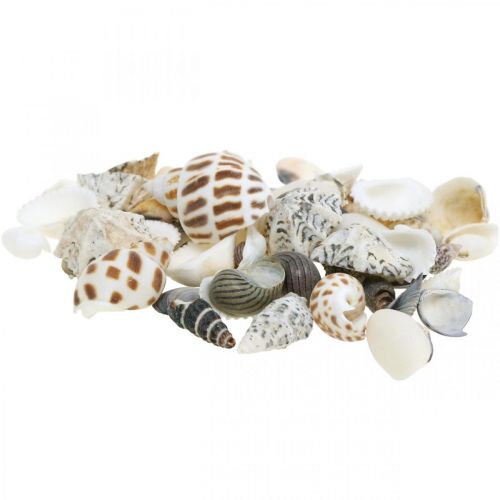 Floristik24 Mexilhão Mix Mini, Caracóis do Mar, Mexilhões Naturais L1–4cm 1000g