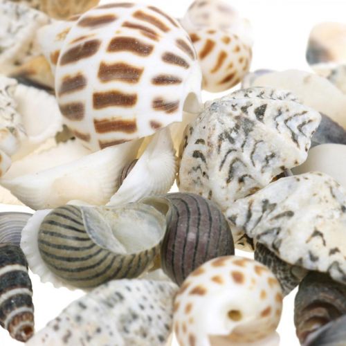 Floristik24 Mexilhão Mix Mini, Caracóis do Mar, Mexilhões Naturais L1–4cm 1000g